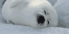 Giggle GIF - Snowing Winter Seal GIFs