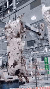 a cow is hanging upside down in a slaughterhouse with the hashtag wildd_lyft