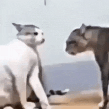 two cats are standing next to each other on a beach looking at each other .