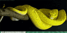 Snake Look GIF