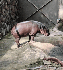 a small hippopotamus is standing on a rocky surface