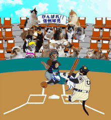甲子園 野球　ベースボール 猫 GIF