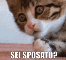 Are You Married Sei Spostato GIF - Are You Married Sei Spostato Sei Sposata GIFs