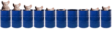 a row of blue barrels with pigs in them