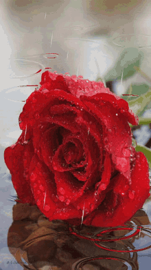 Roselove57 Rose In Water GIF