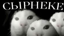 a black and white photo of three cats looking at the camera with the word сырнеке in white letters