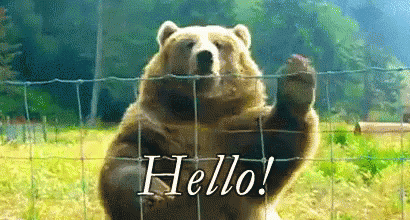 Hello Bear GIF - Hello Bear How Are You GIFs