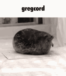Cord Seal GIF - Cord Seal Gregcord GIFs