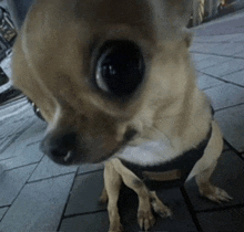 a small dog wearing a harness is sitting on a sidewalk