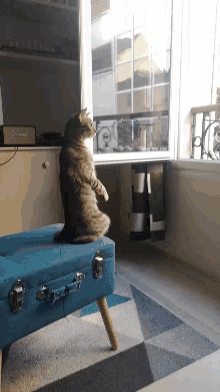 Cat Funny Cat GIF - Cat Funny Cat Waiting GIFs