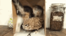 Owl Bff GIF - Owl Bff Kitten GIFs