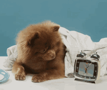 Cat Day Dogs GIF - Cat Day Dogs GIFs