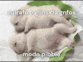 two puppies laying on top of each other with the text guirafa e glins da gnfos modo pibble