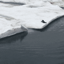 a seal laying on a piece of snow in the water