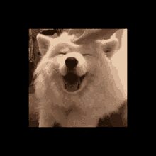 a picture of a husky dog yawning with its mouth open