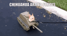 Chihuahua Armed Forces Chihuahua GIF