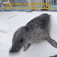 a seal laying on a white surface with a caption that says post this seal gif instantly or else no seal of approval for me