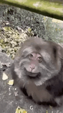 a monkey with a dog 's face is sitting on the ground .