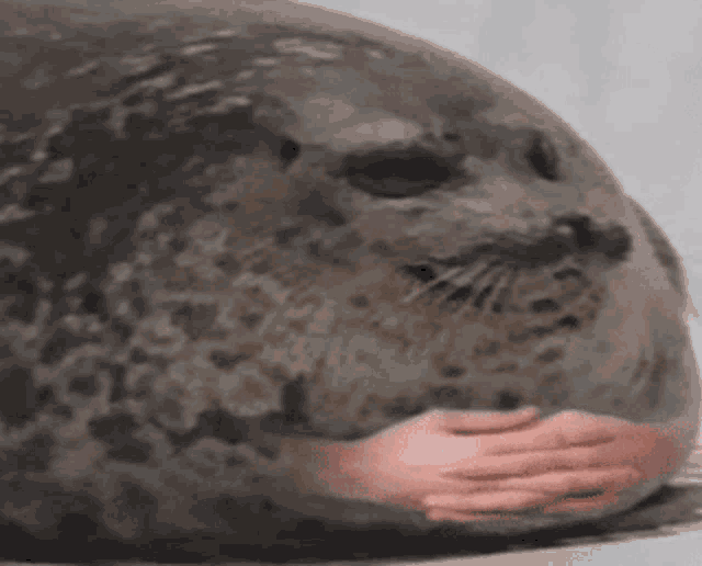 Seal_waitin Waiting GIF Seal_waitin Seal Waiting Ищите GIFфайлы и