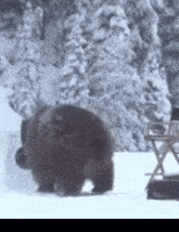 Bear Fur GIF - Bear Fur Bear Taking Off Fur GIFs