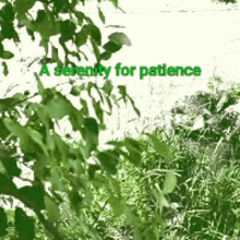 nature a serenity for patience leaves plants