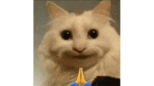 a close up of a cat making a funny face with its paws folded in prayer .