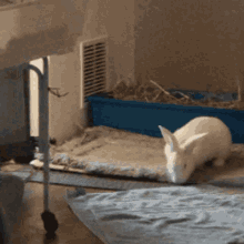 Rabbit Flop GIF - Rabbit Flop Rabbit Flop GIFs