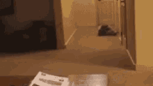 a cat is laying on the floor in a hallway next to a box .