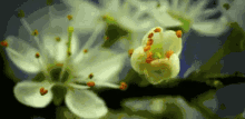 植物 开花 漂亮 GIF - Plant Blossom Beautiful GIFs