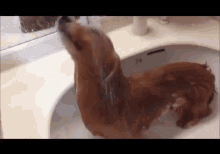 Beautiful Dog GIF - Beautiful Dog Shower GIFs