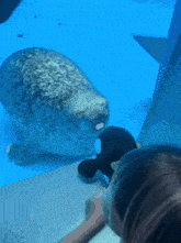 a seal looking at a stuffed animal in a tank