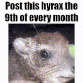 a picture of a hamster with the words post this hyrax the 9th of every month