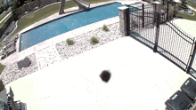 Bee Insect Camera GIF