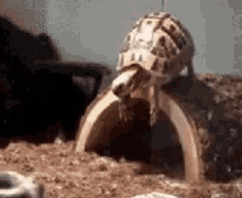 Tomber Comme Une Merde Turtle GIF - Tomber Comme Une Merde Turtle Fall GIFs