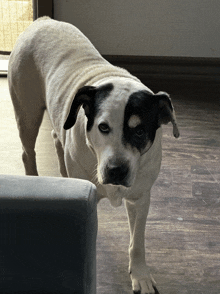 Dog Stare GIF - Dog Stare Looking GIFs