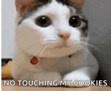 a close up of a cat laying on a table with the words `` no touching my cookies '' written on it .