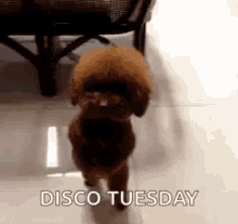 Disco Tuesday Dog GIF - Disco Tuesday Dog Walk GIFs