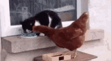 Cat Chicken GIF - Cat Chicken GIFs