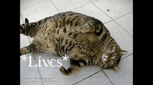 Lives Cat GIF - Lives Cat Happy GIFs