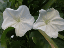 Flowers Vines GIF - Flowers Vines Nature GIFs
