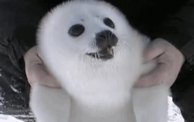 Sealpup Happy GIF - Sealpup Seal Happy - Discover & Share GIFs