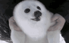 Sealpup Happy GIF - Sealpup Seal Happy GIFs