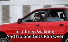 dog funny car car dog spy