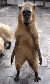Dancing Capybara GIF - Dancing Capybara Carpincho GIFs
