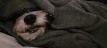 a dog is wrapped in a grey blanket with a black border