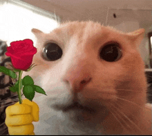 a close up of a cat holding a red rose in its fist