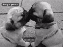 Kissing Dogs.Gif GIF