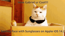 Gabriel Gabriel Cat GIF - Gabriel Gabriel Cat Gabriel Kitty GIFs