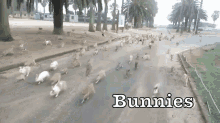 Bunny Island GIF - Bunnies Rabbits Swarm GIFs