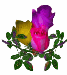 flowers roses purple rose yellow rose pink rose